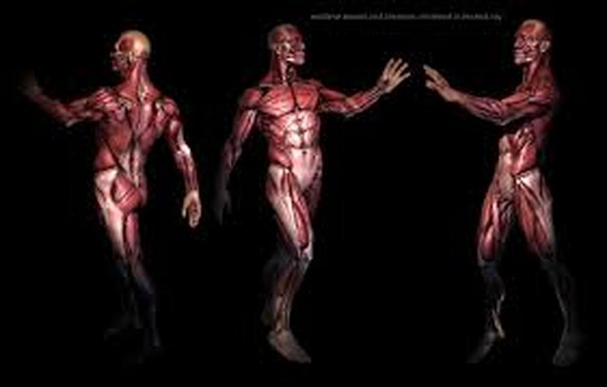Muscle Physiology - TUCCI KINESIOLOGY